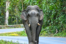 Elephant kills 70-year-old woman and then returns to trample her corpse at funeral in India
