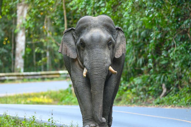 <p>Conflicts between elephants and humans are a common occurence in the state of Odisha</p>