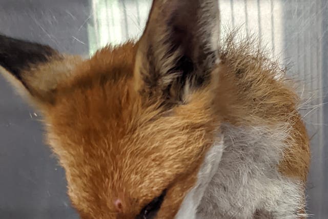 A fox found in the grounds of a Kent primary school had been shot twice in the face and abdomen (PA)