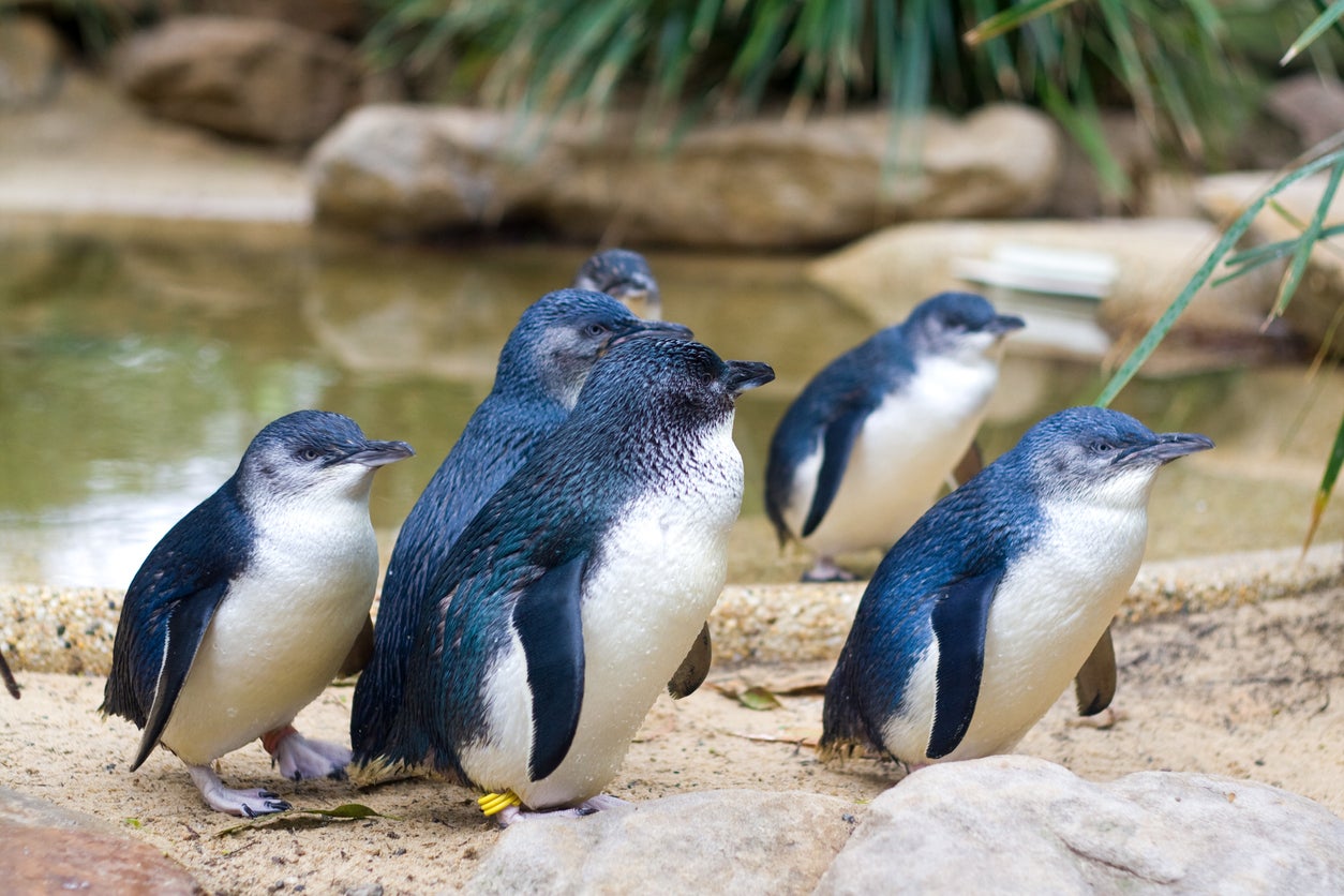 The tiny penguin is primarily found on the coastlines of southern Australia and New Zealand