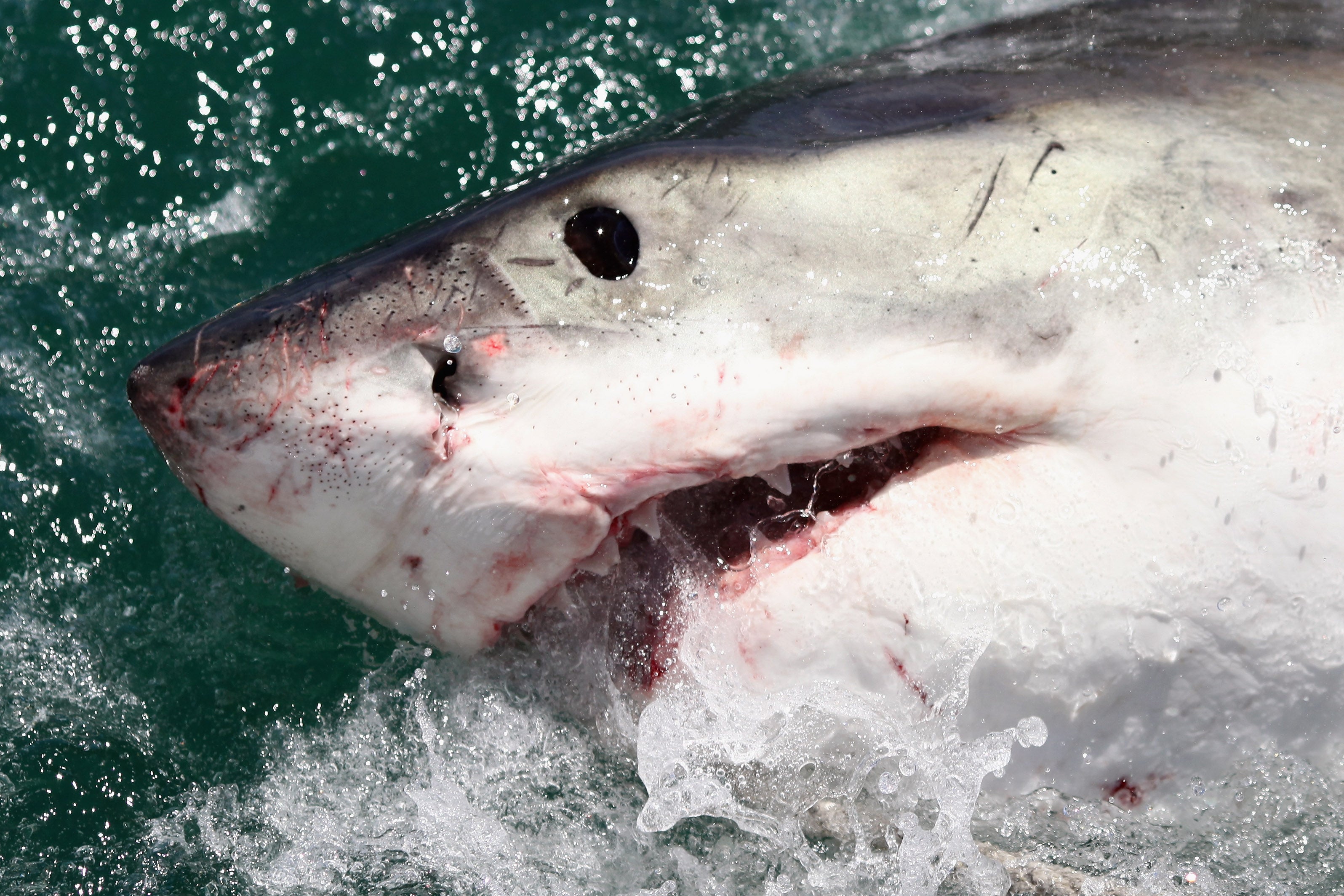 A great white shark, similar to “Breton”, in South Africa
