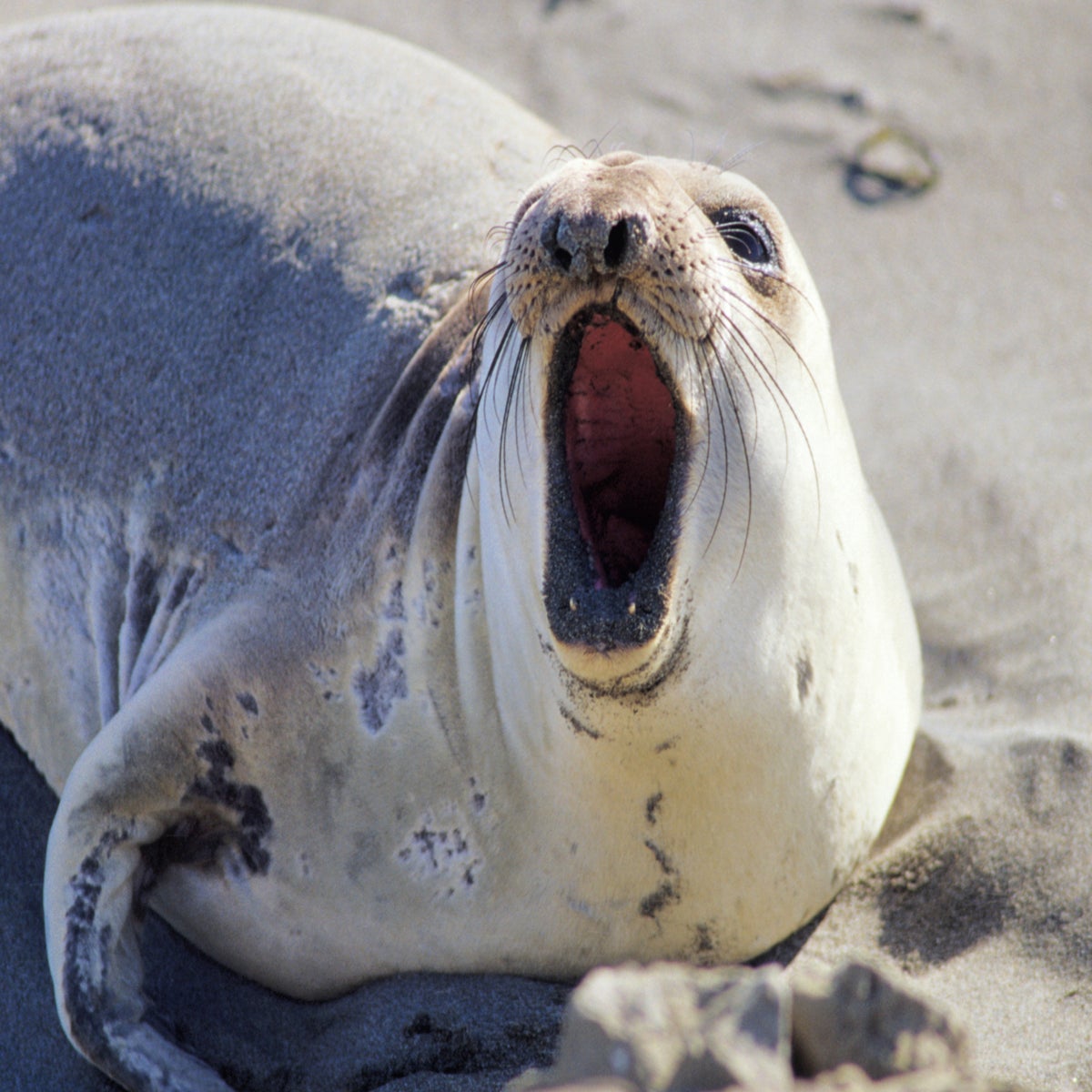 1200px x 1200px - Mystery of how seals use their whiskers solved by new video research | The  Independent
