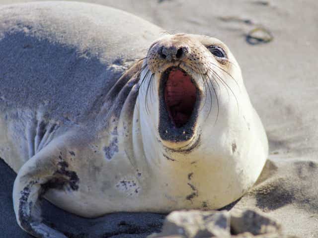 <p>The team studied deep-diving female northern elephant seals, by strapping cameras to their heads</p>
