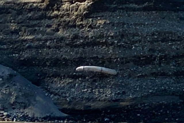 <p>The University of Alaska at Fairbanks identified the fossil </p>