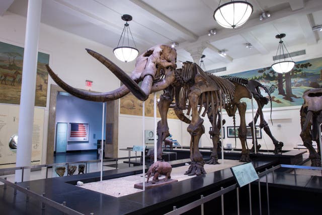 <p>Pictured here is the first complete mastodon skeleton, called the Warren mastodon, found in the US</p>