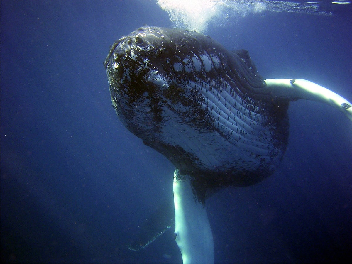 Diver swallowed by a humpback whale lives to tell the tale