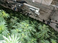 Cannabis farm found in school building