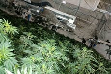 Cannabis farm found in school building