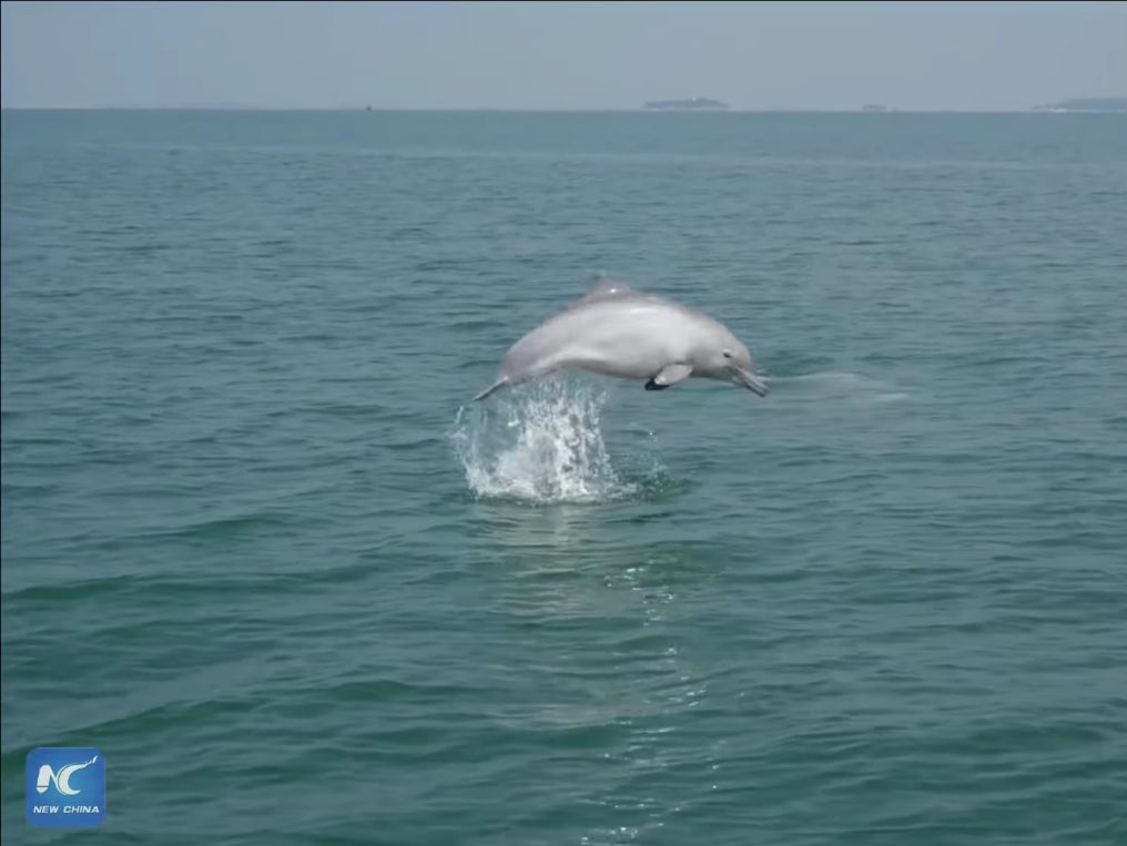 A still from the video shows white dolphins in coastal waters off south China