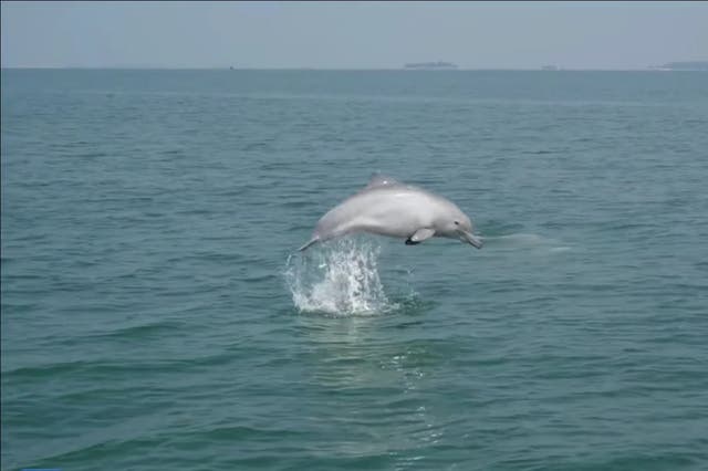 <p>A still from the video shows white dolphins in coastal waters off south China </p>