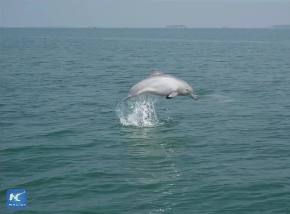 <p>A still from the video shows white dolphins in coastal waters off south China </p>