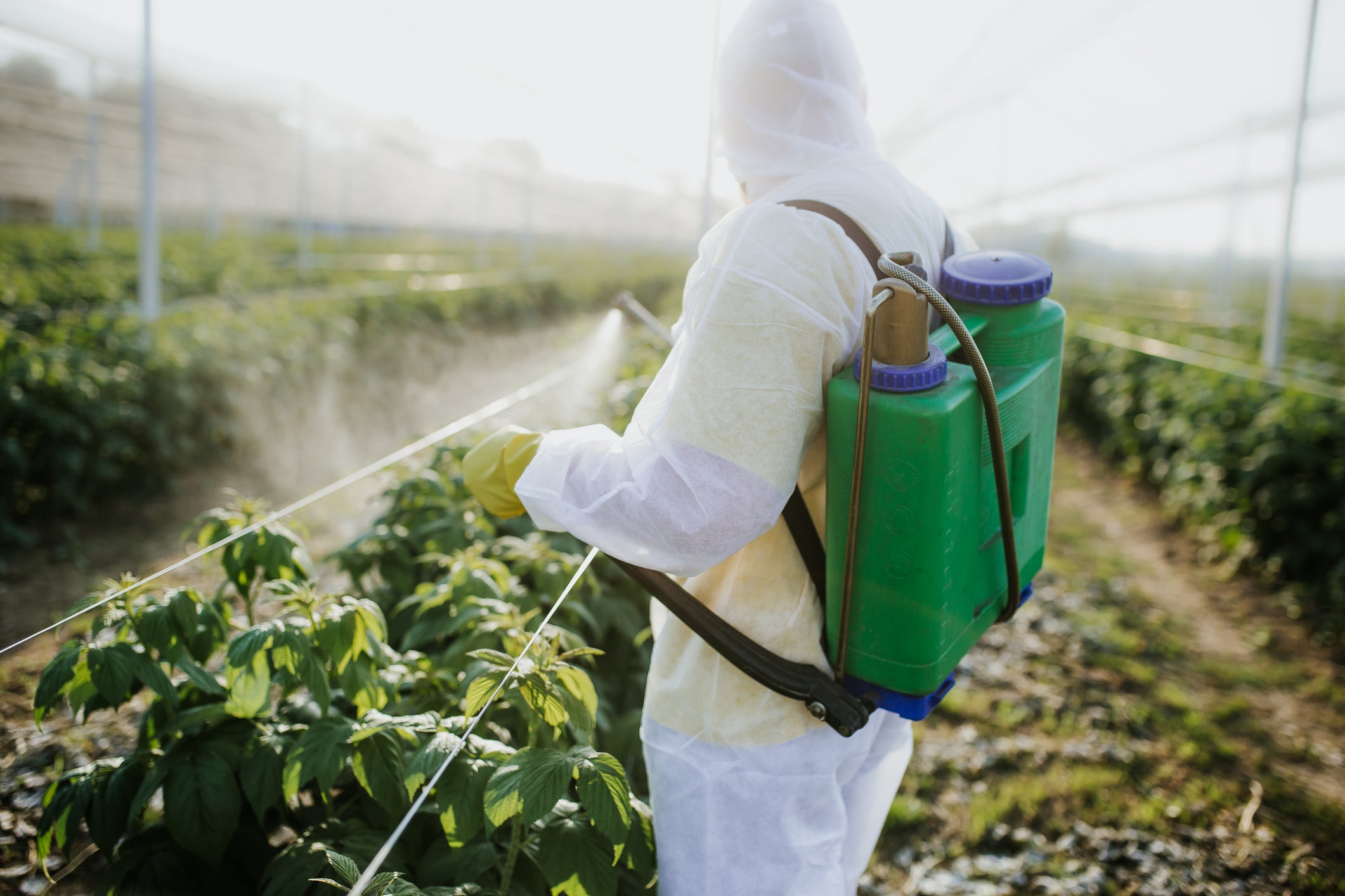 The report calls for US pesticides to be permitted