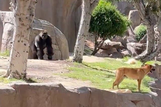 <p>A dog was removed from the gorilla enclosure at San Diego Zoo Safari Park</p>