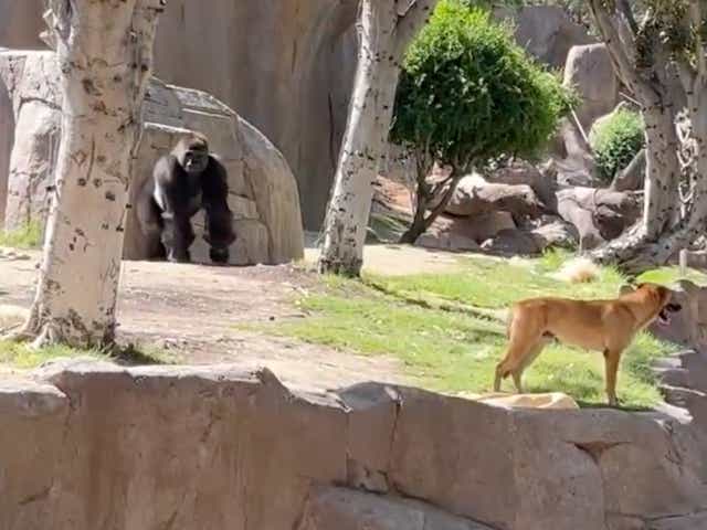 <p>A dog was removed from the gorilla enclosure at San Diego Zoo Safari Park</p>