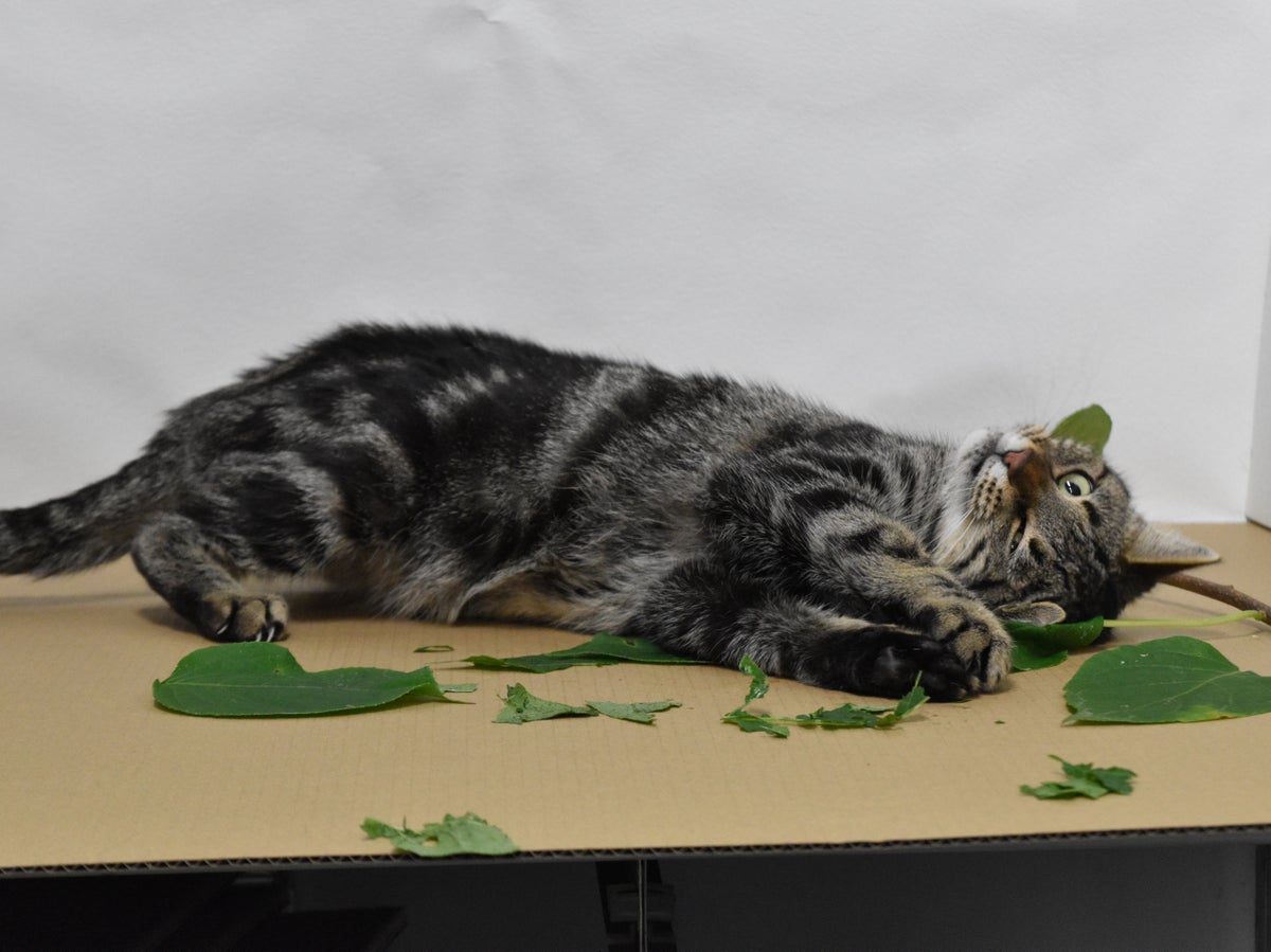 Cats’ crazy reaction to catnip ‘helps plant release insect repellent’, benefitting the animals