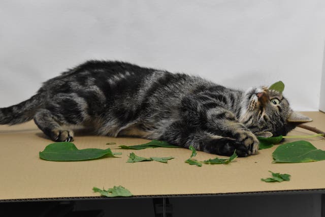 <p>A cat going wild for silvervine - a plant similar to catnip – in a laboratory</p>
