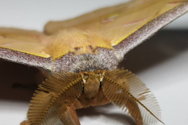 <p>The Chinese oak silkmoth. Moths’ scaled wings offer acoustic protection from bats’ echolocation calls</p>