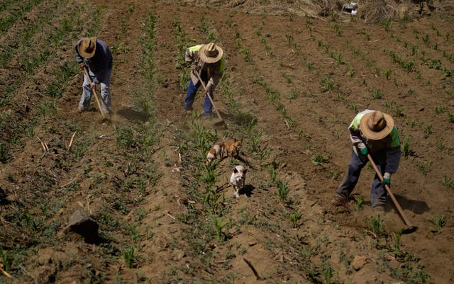 MÉXICO-PRODUCCIÓN DE ALIMENTOS