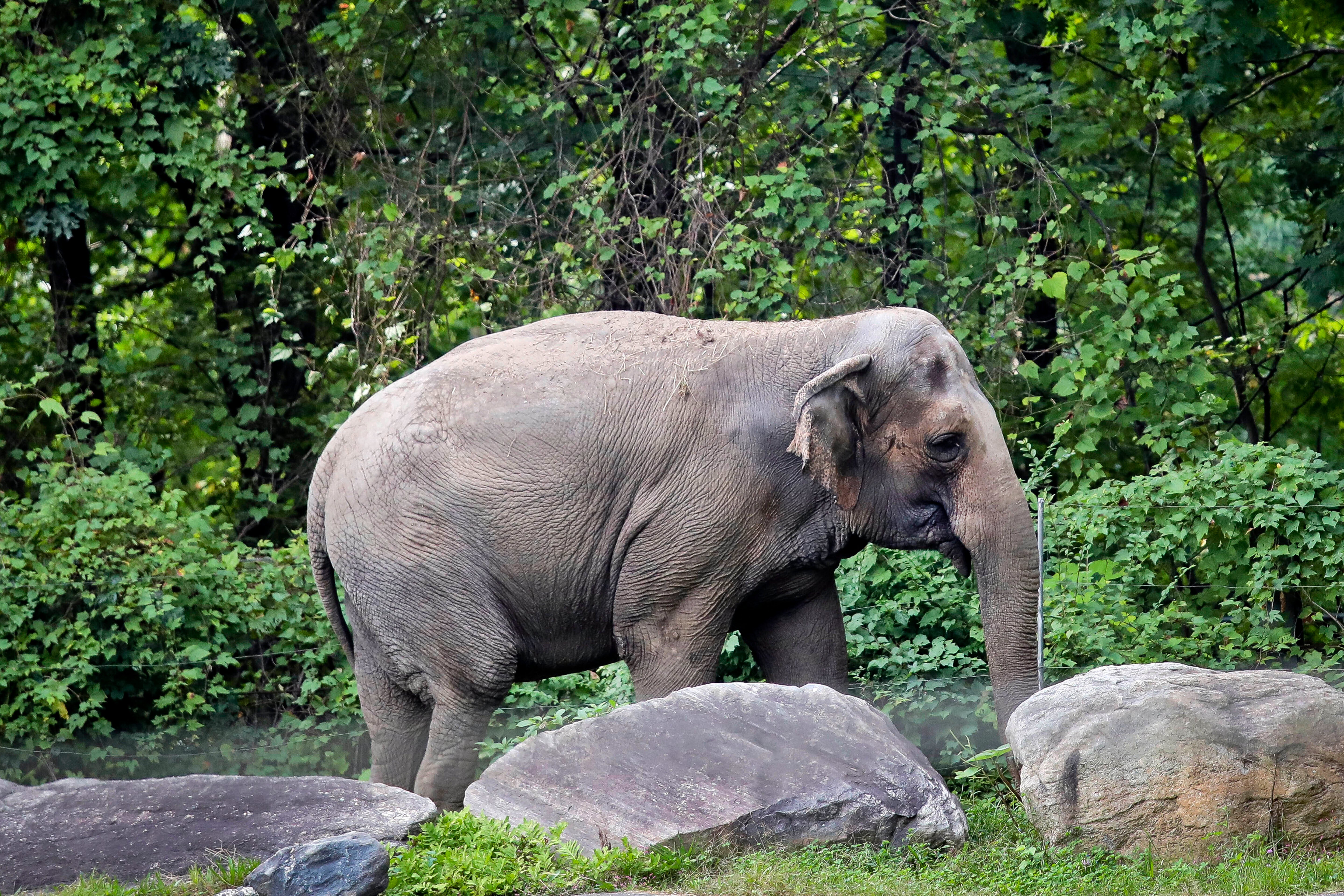 FILE - Bronx Zoo elephant "Happy" strolls inside the zoo's Asia Habitat in New York on Oct. 2, 2018.