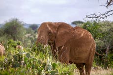 Large-scale seizures ‘show illegal ivory trade thriving’ despite ban