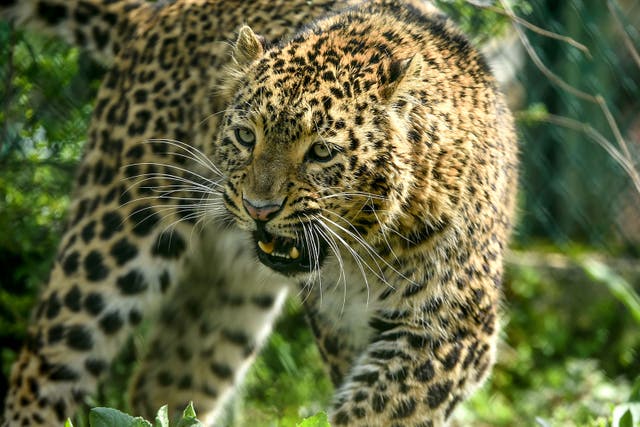 <p>(FILE)A leopard walks inside the Dachigam National Park during a government-imposed nationwide lockdown as a preventive measure against the COVID-19 coronavirus, on the outskirts of Srinagar on 10 April 2020 </p>