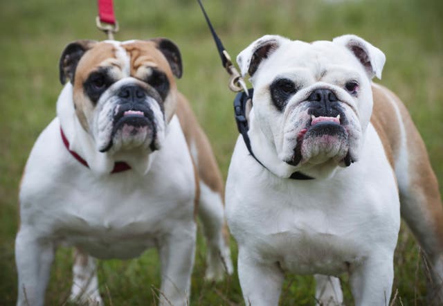 <p>Two English bulldogs as the breed of dog most likely to be stolen are revealed  </p>