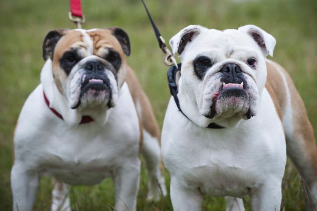 <p>Two English bulldogs as the breed of dog most likely to be stolen are revealed  </p>