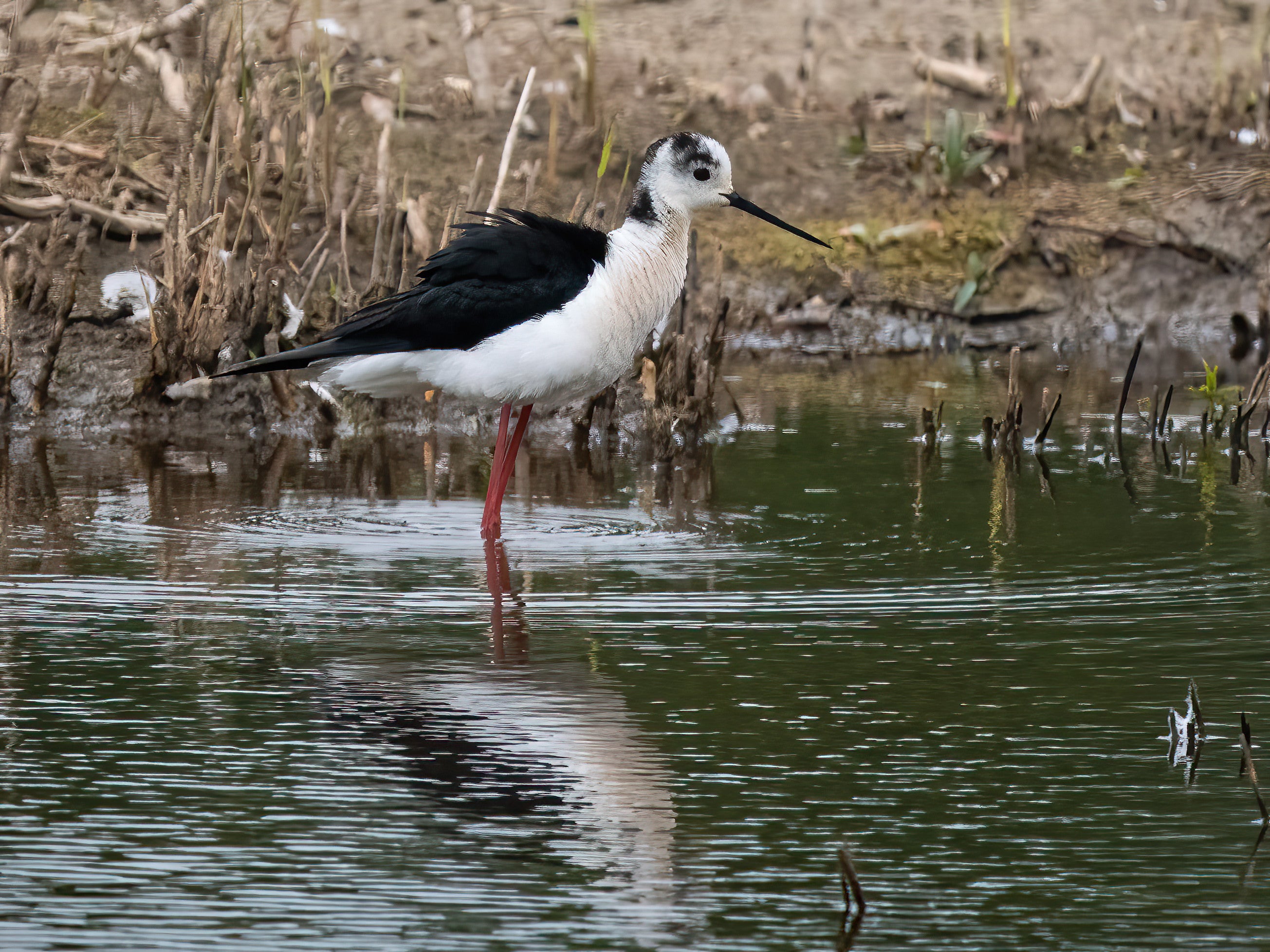 Chilling out: black-winged stilts are visiting Britain due to global warming