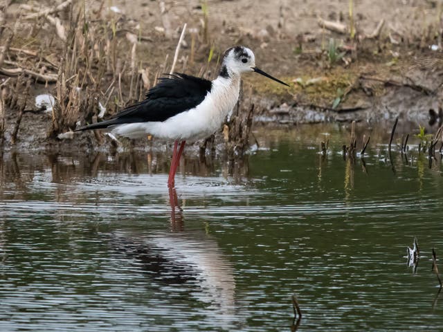 <p>Chilling out: black-winged stilts are visiting Britain due to global warming </p>