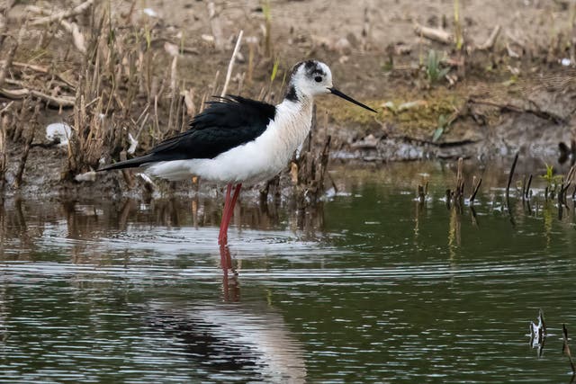 <p>Chilling out: black-winged stilts are visiting Britain due to global warming </p>