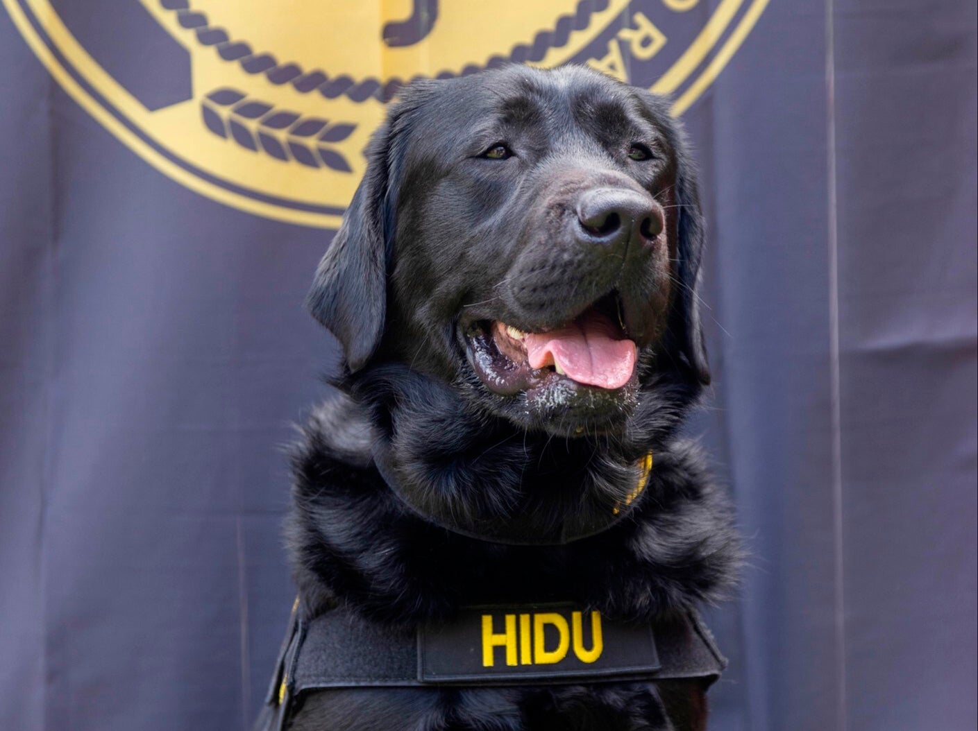 Electronic-sniffing dog helps in pedophilia arrest in Mexico | The  Independent