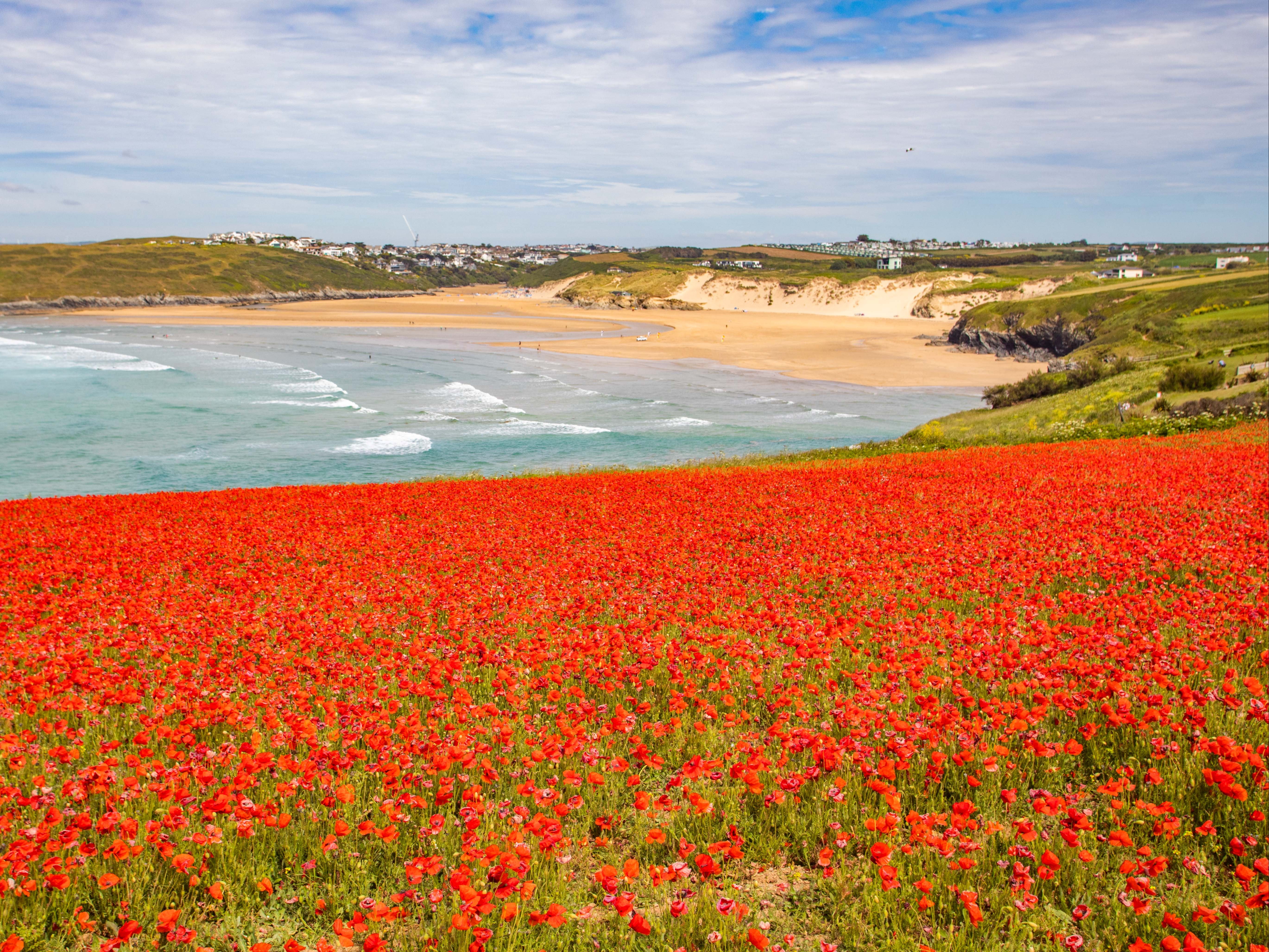 Poppies bloom in front of Crantock beach in Cornwall