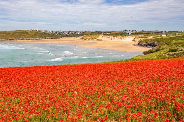 <p>Poppies bloom in front of Crantock beach in Cornwall</p>