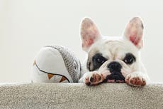 Here’s why I’ll never get a pug or a bulldog – and you shouldn’t either