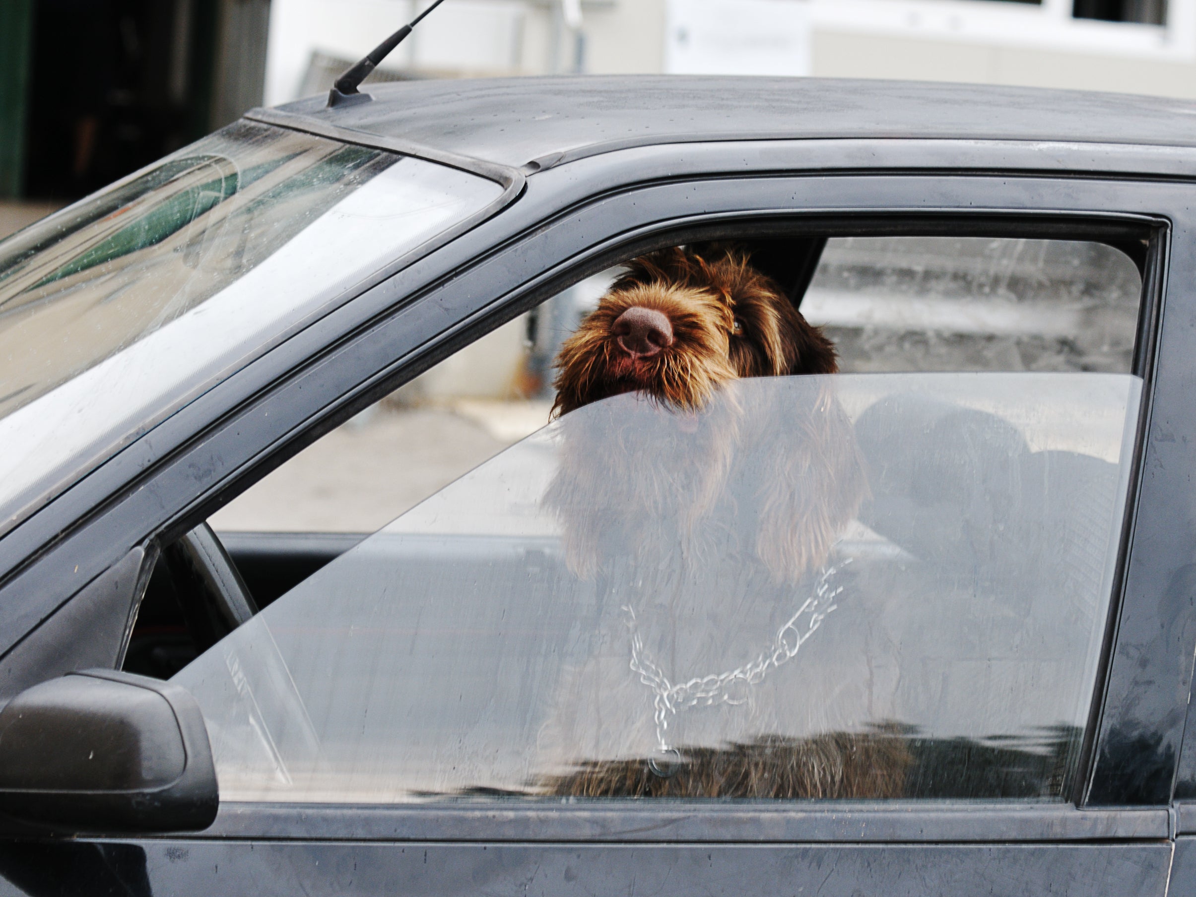 An RSPCA investigator is calling for people who leave dogs in hot cars to face fines