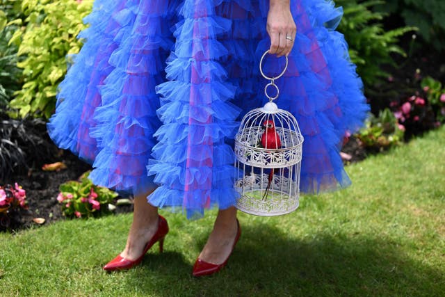 <p>‘Squawk! I’ve never seen the attraction of rich people myself’</p>