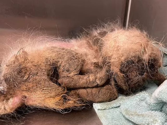 Horror photos of Shih Tzu thrown into Florida animal shelter dumpster | The  Independent