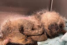 Horror photos of Shih Tzu thrown into Florida animal shelter dumpster