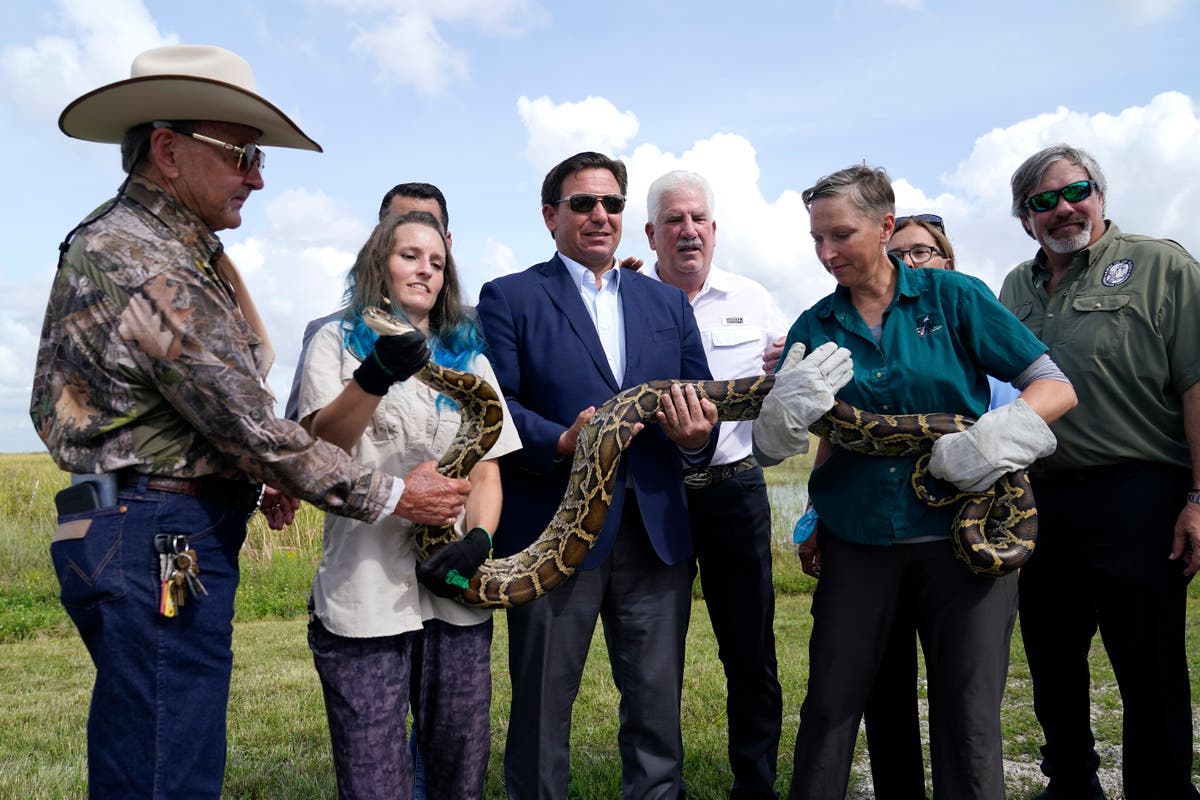 Burmese python hunt in Florida Everglades slated for August | The ...