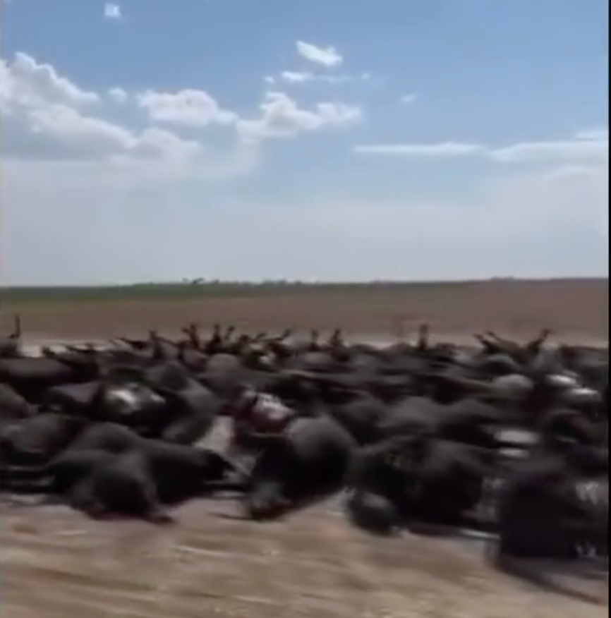 <p>A video claims to show cattle who died from a heat wave in Kansas</p>