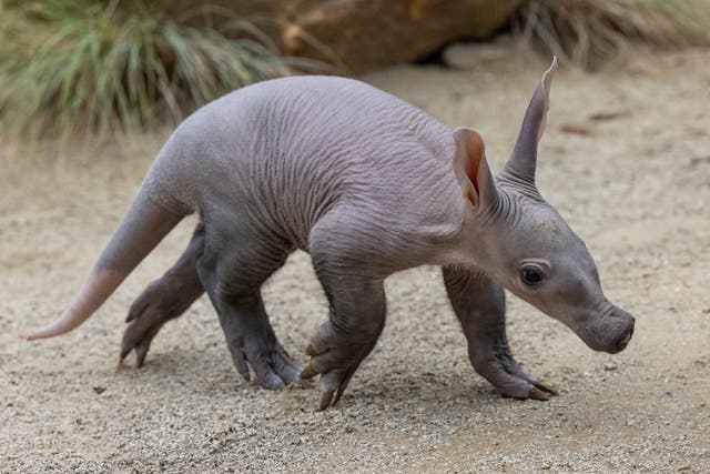 Aardvark Pup