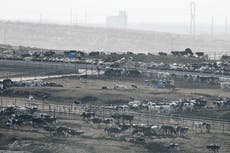 Heat stress blamed for thousands of cattle deaths in Kansas