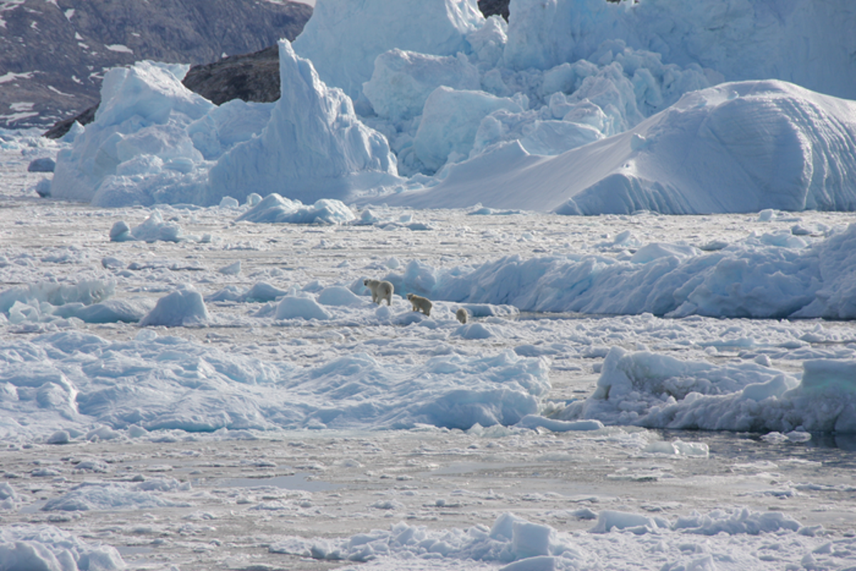 Una popolazione unica di orsi polari che si è adattata ai cambiamenti climatici cacciando le foche sul ghiaccio d’acqua dolce