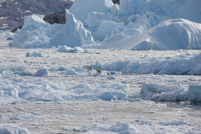 <p>A female polar bear (left) and two cubs cross glacier ice in southeast Greenland</p>