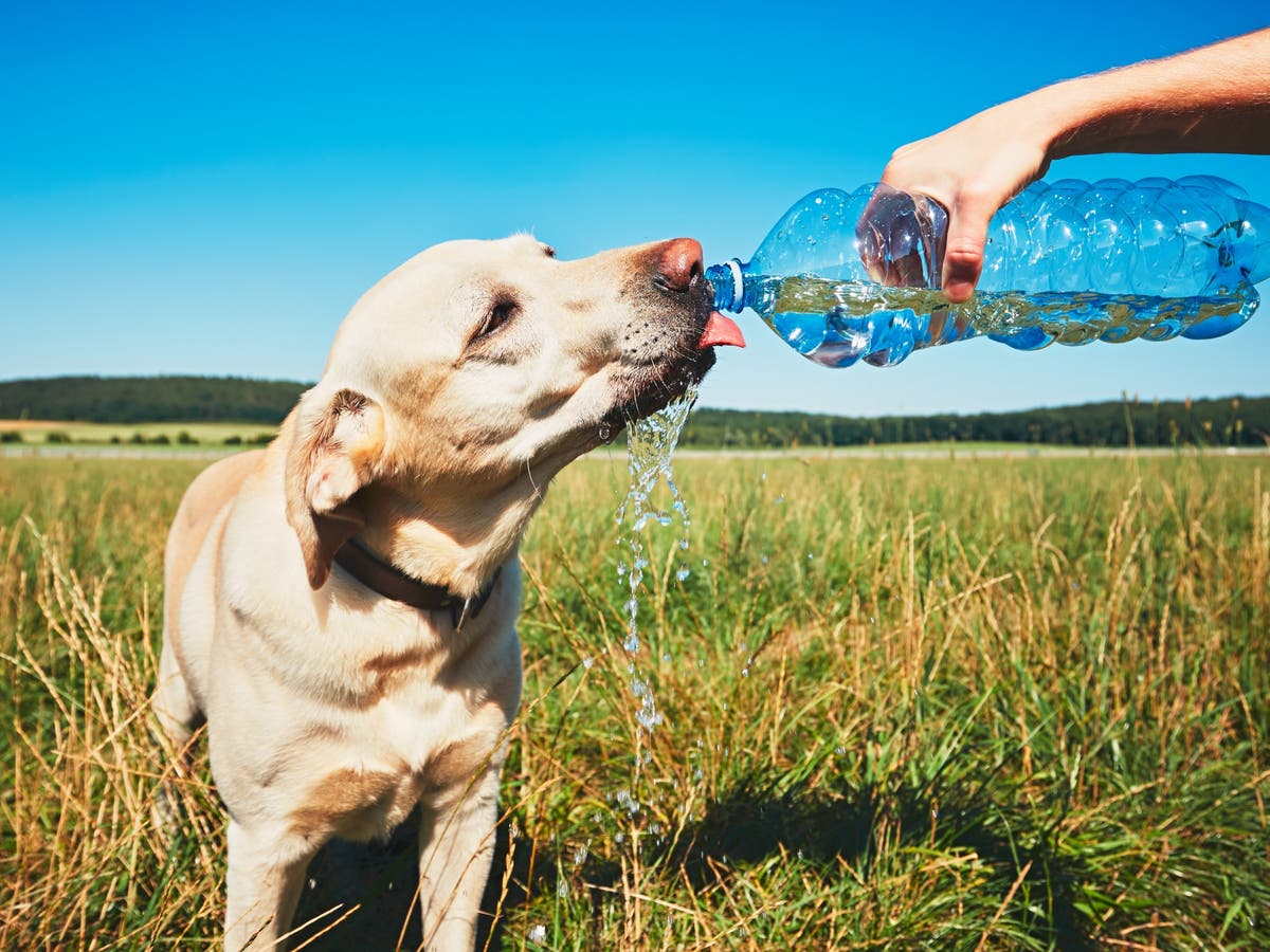 How to keep your pet safe and healthy during a heatwave