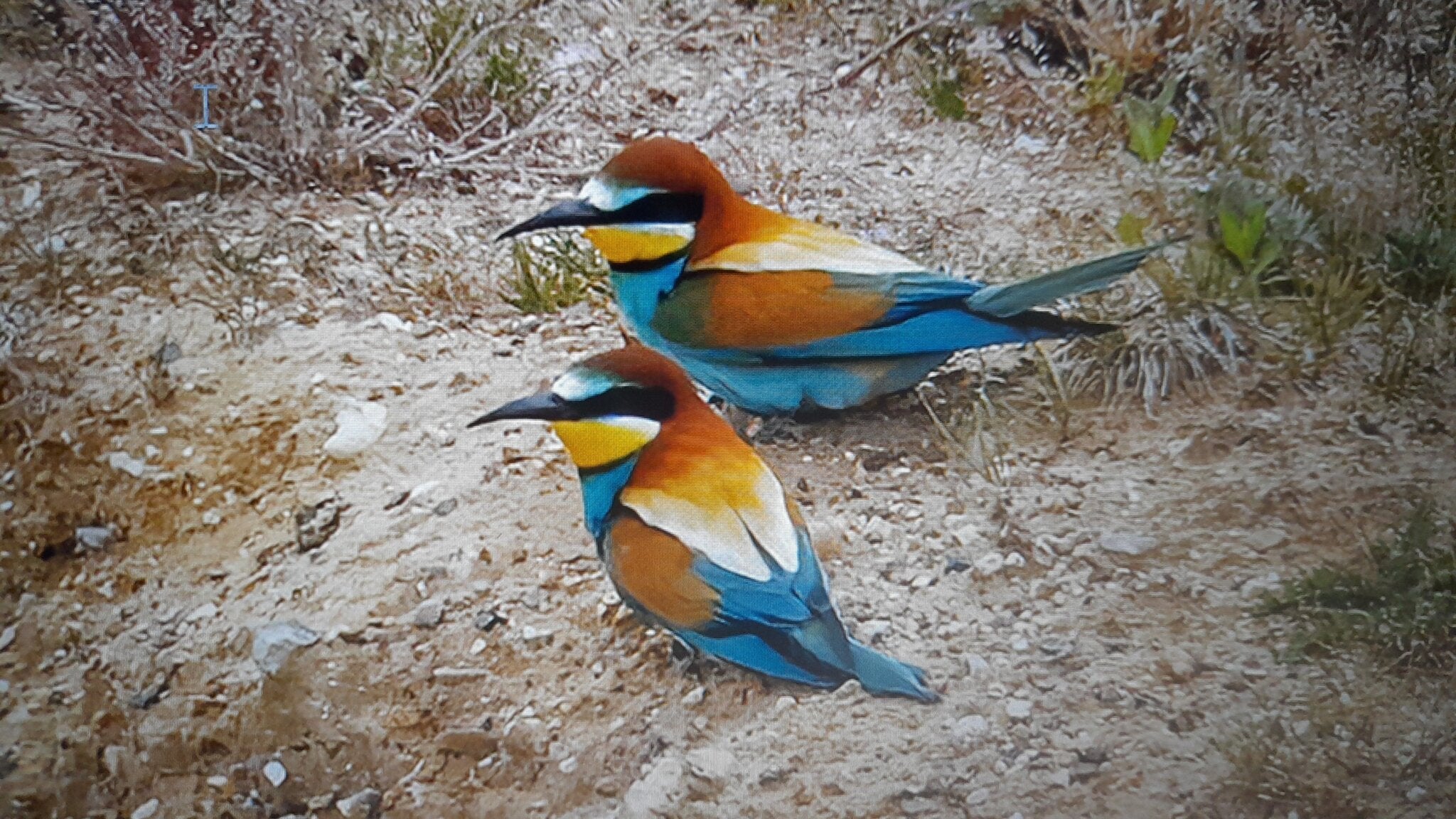 The arrival of European bee-eaters breeding on the Norfolk coast this summer signal the climate emergency has reached the UK