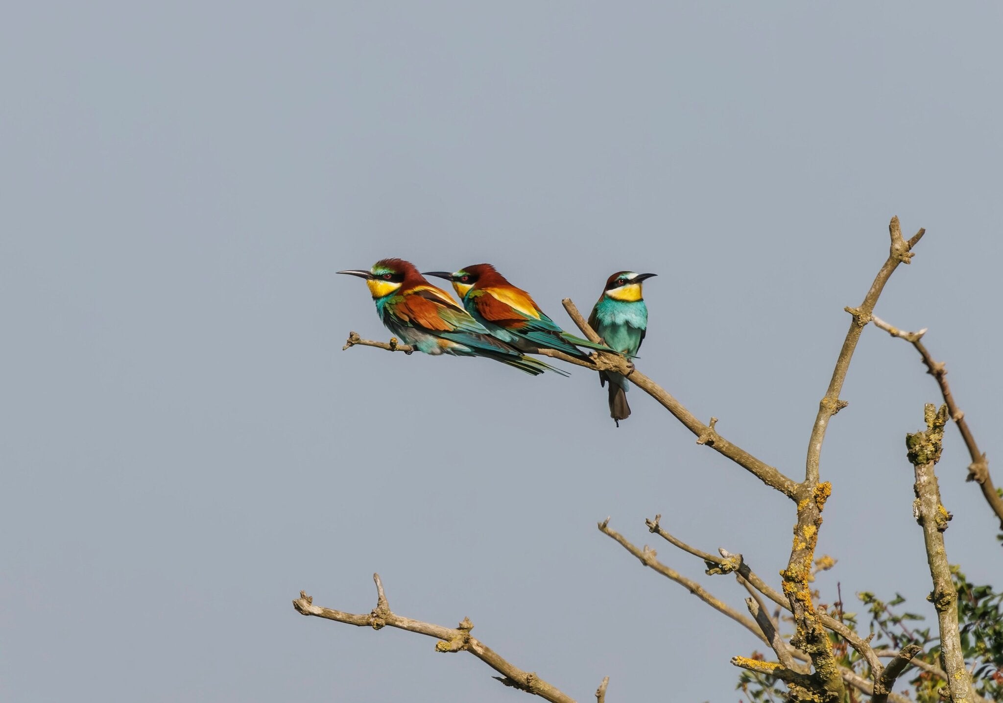 The brightly coloured birds are rare visitors from southern Europe and northern Africa