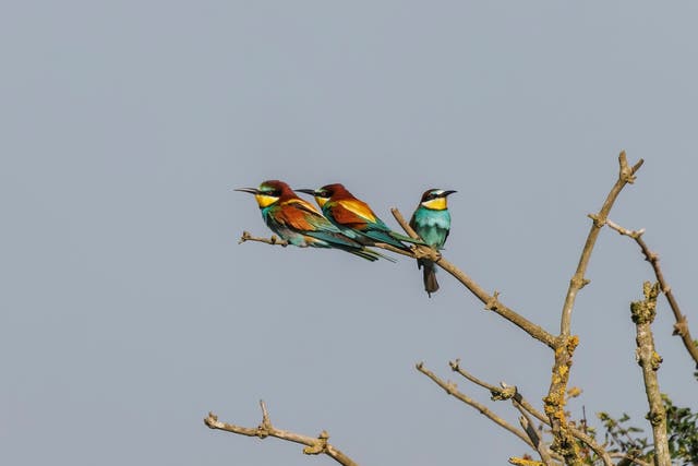 <p>The brightly coloured birds are rare visitors from southern Europe and northern Africa</p>