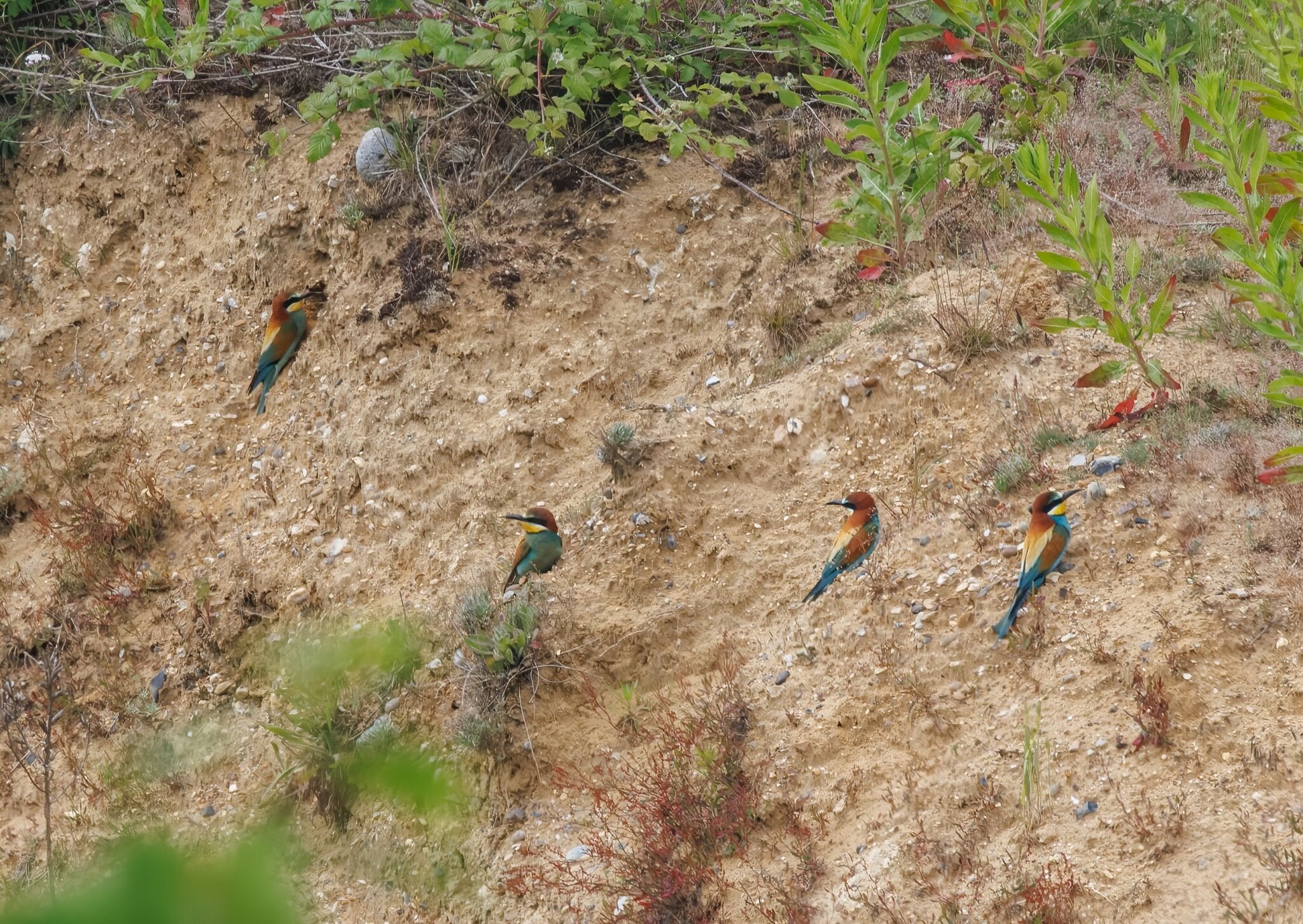 Birdwatchers are flocking to Norfolk to see the newest nesting attempt