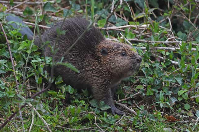 A juvenile beaver at the Cornwall Beaver project on Woodland Valley Farm near Truro (Adrian Langdon/PA)